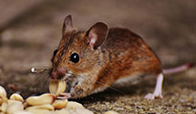 24 Hour & Emergency Exterminators in Inglenook, PA